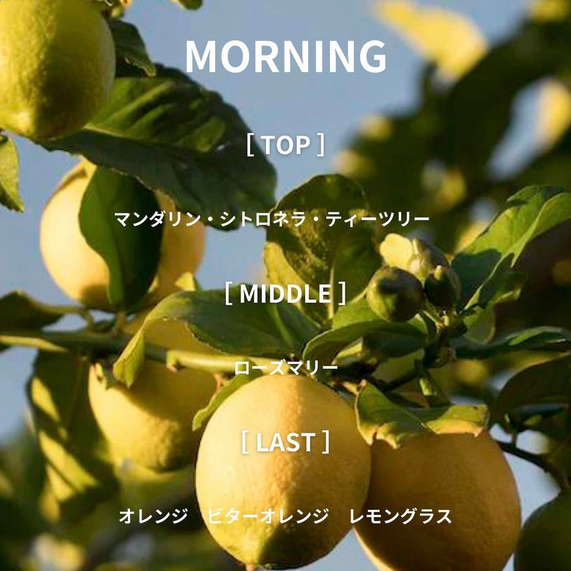 ROLL ON FRAGRANCE 10ml / MORNING