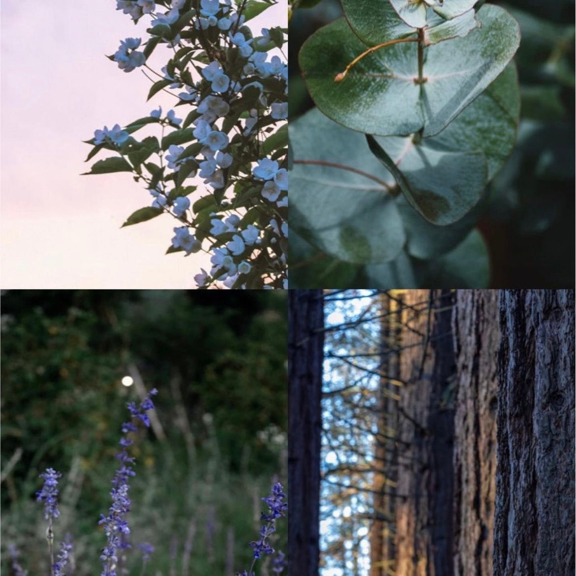 ROLL ON FRAGRANCE 10ml / CHILL